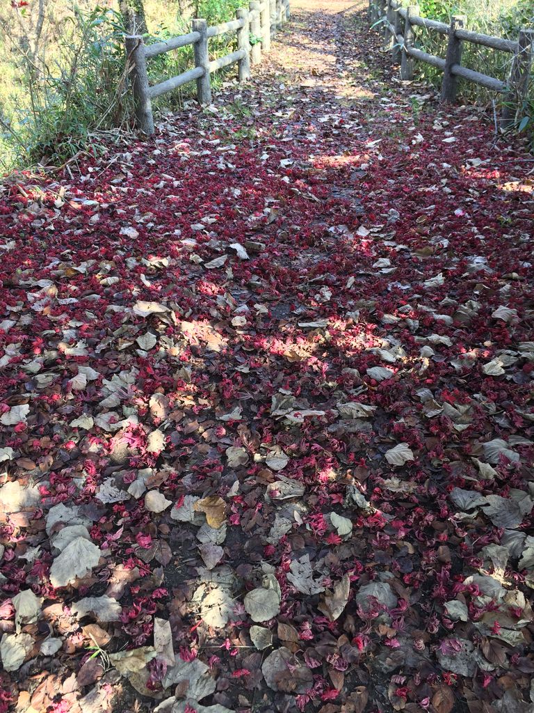 長命館公園 の散策路の紅葉