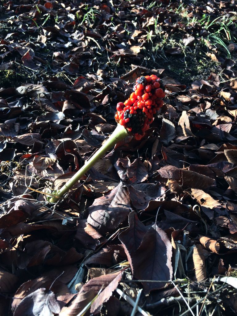 長命館公園 南入口からの散策路の途中にあった怪しげな花の実
