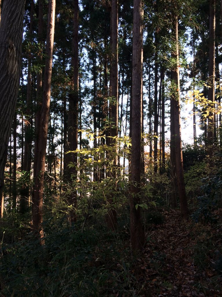 長命館公園のカタクリの森