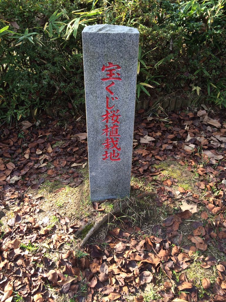 長命館公園 宝くじ桜植栽地の碑