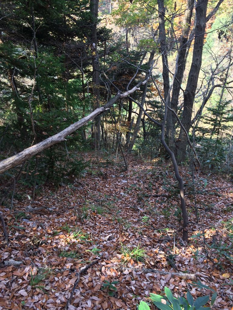 長命館公園 西入口の散策路