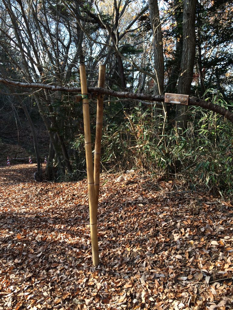 長命館公園 西入口の散策路